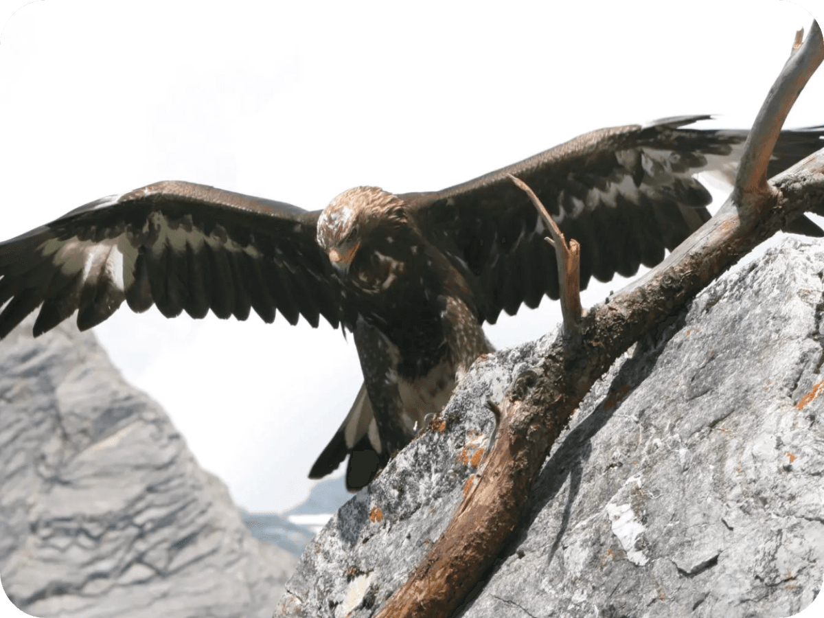 Rangertour: Könige der Lüfte - auf der Suche nach Bartgeier & Steinadler