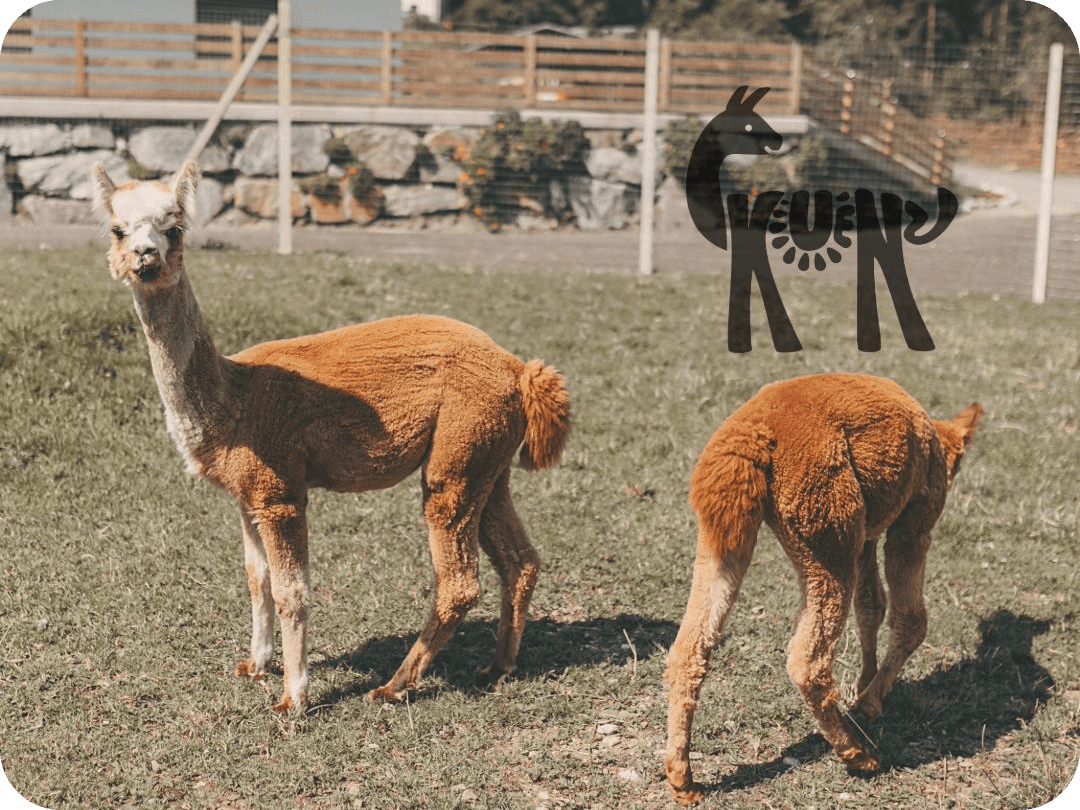 Meet & Feed mit den Kuenzhof Alpakas & Lamas