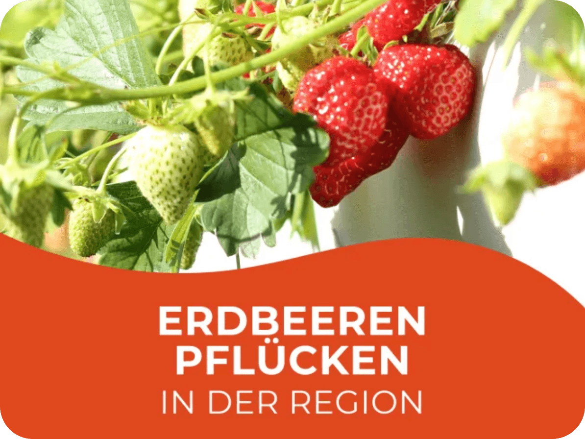 Erdbeerfeld Ploner – Saisonstart